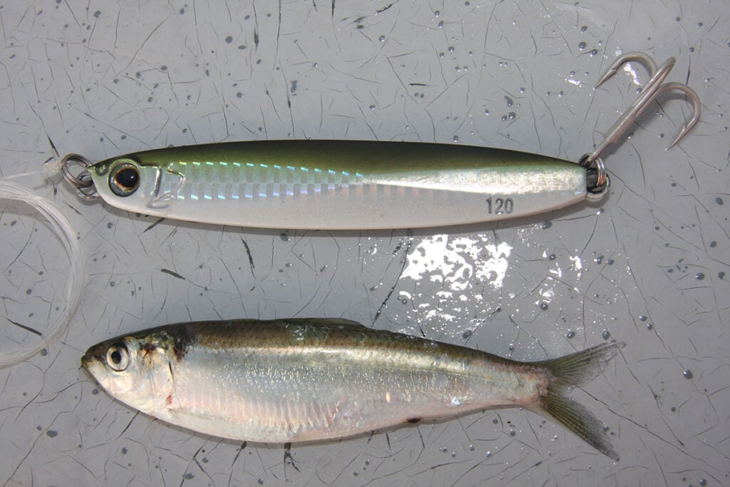 baitfish