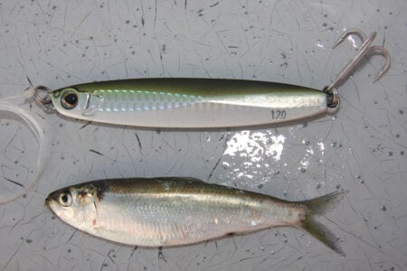 baitfish