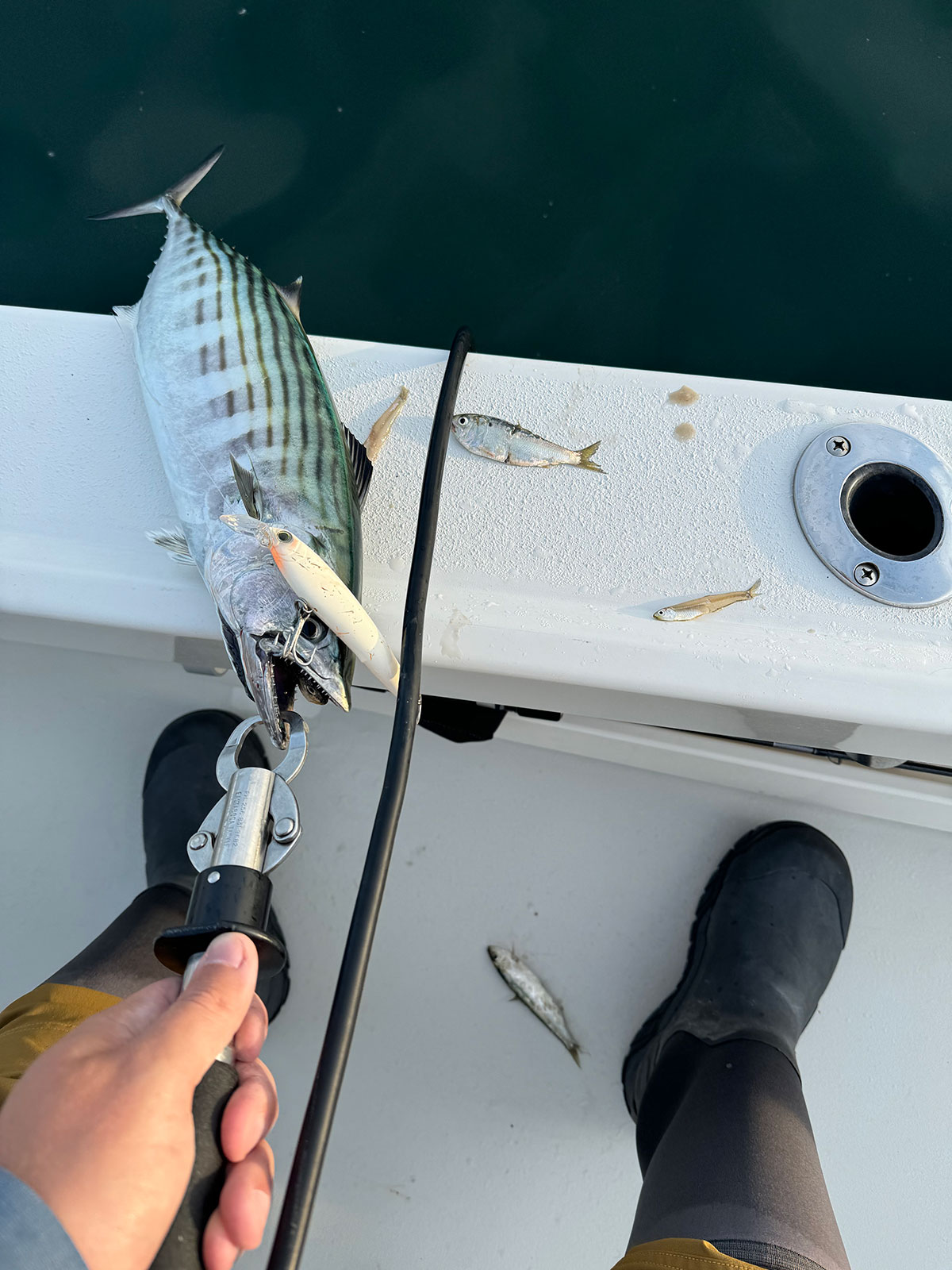 bonito