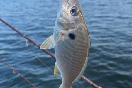 bait
