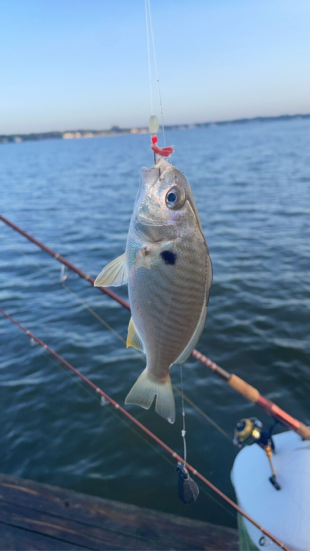 bait