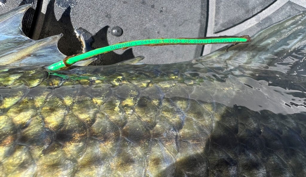 fish tag