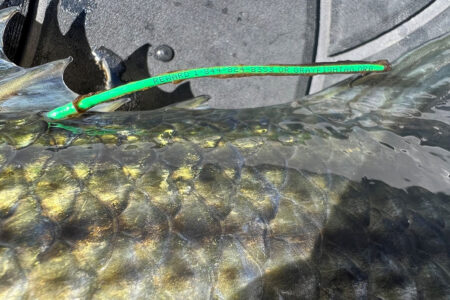 fishtag