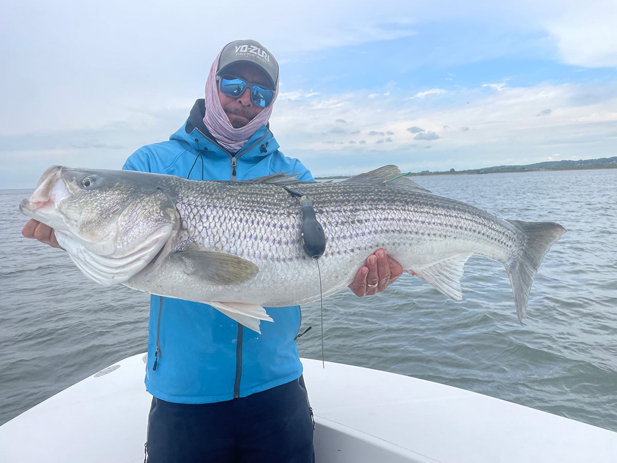 THE-STRIPED-BASS-STUDY-FORGES-ON