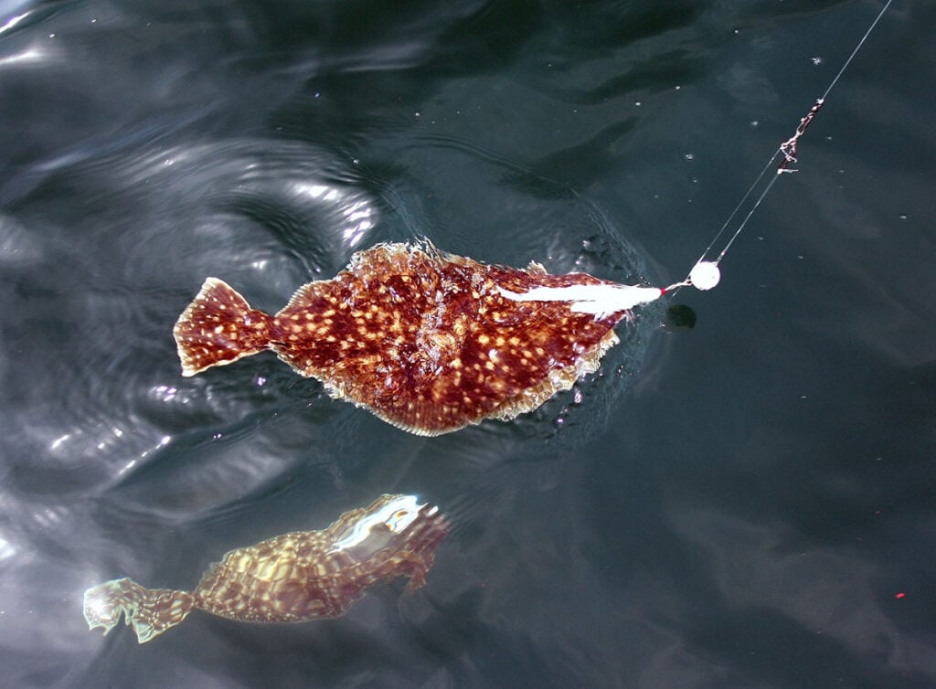 fluke