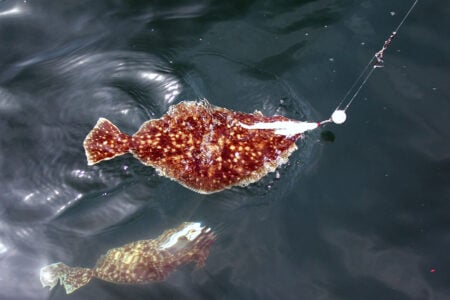 fluke
