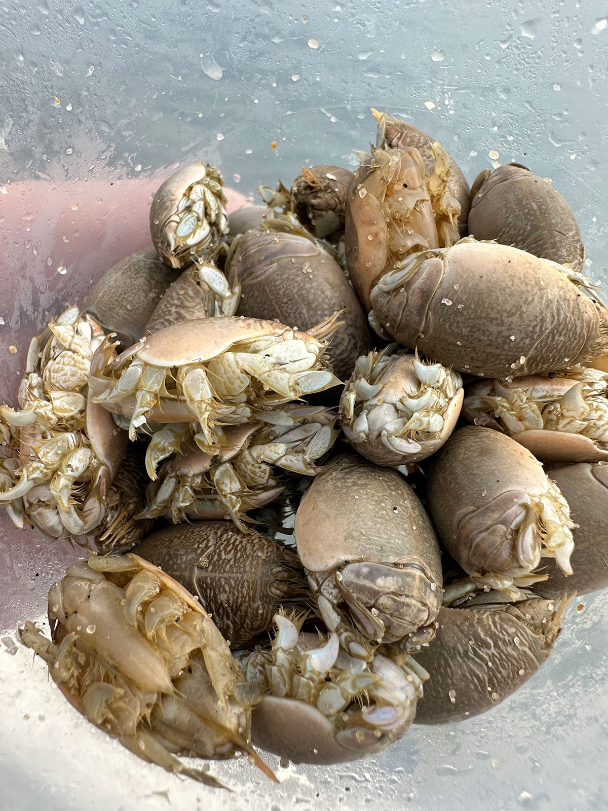 sand fleas