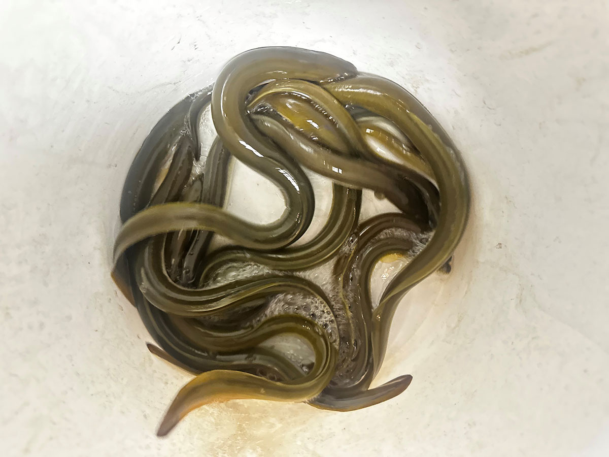 eels