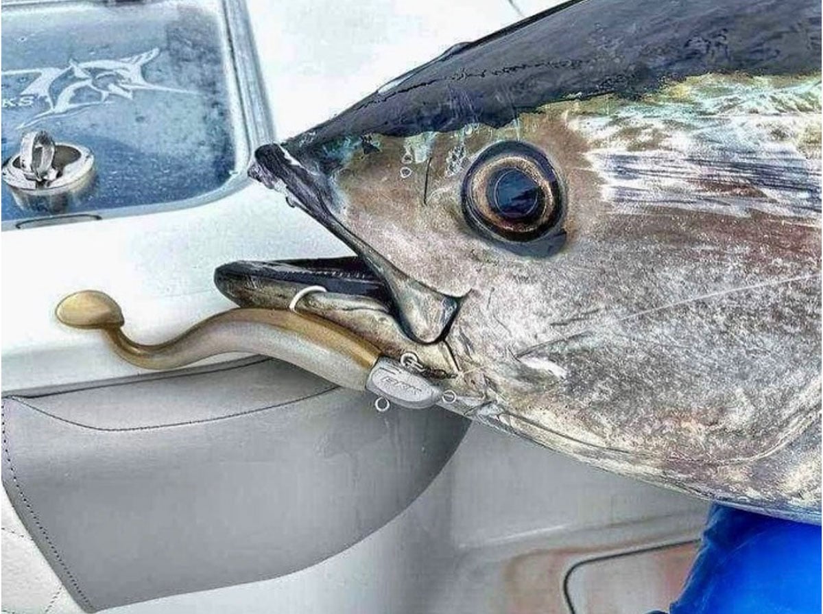 bluefin