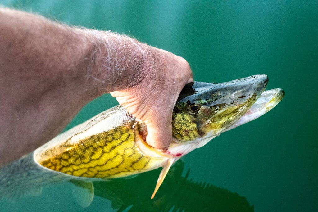 pickerel