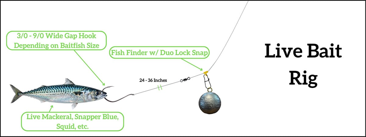 Live Bait Rig