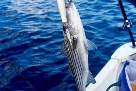 one fish