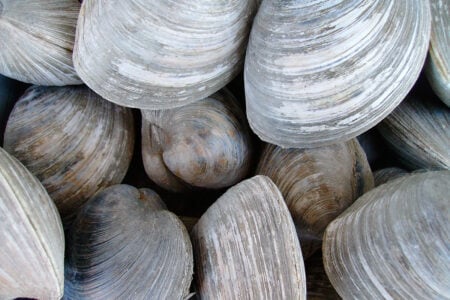 clams