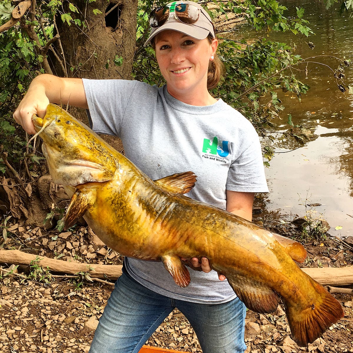 flathead