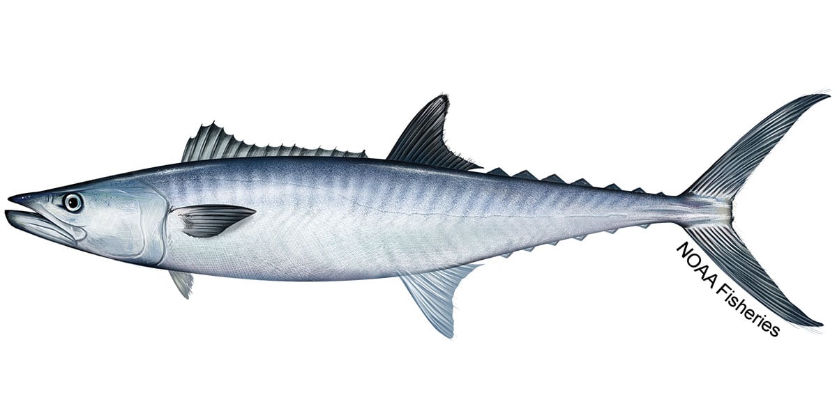 Mackerel-King-NOAAFisheries-TFM