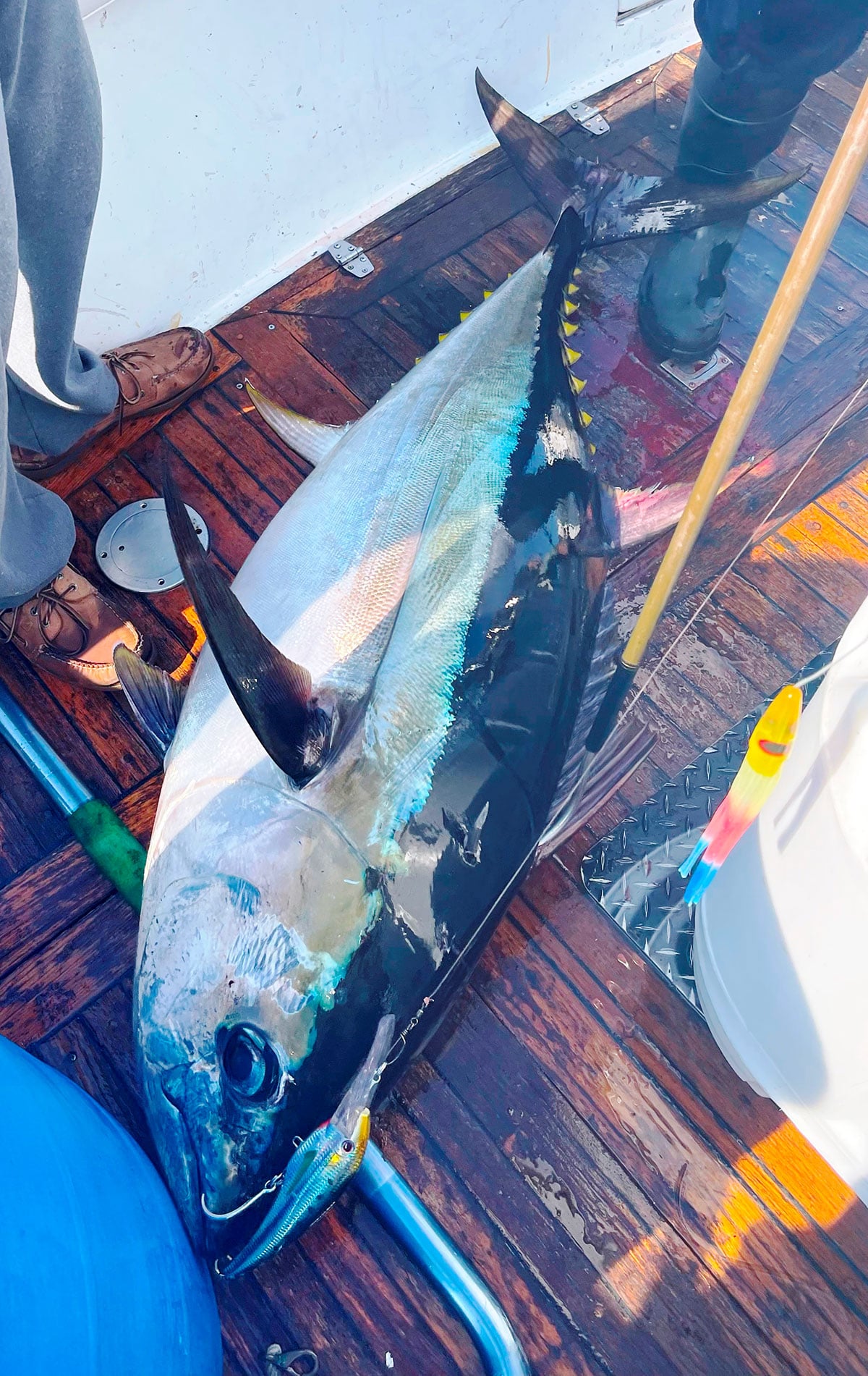 bigeye