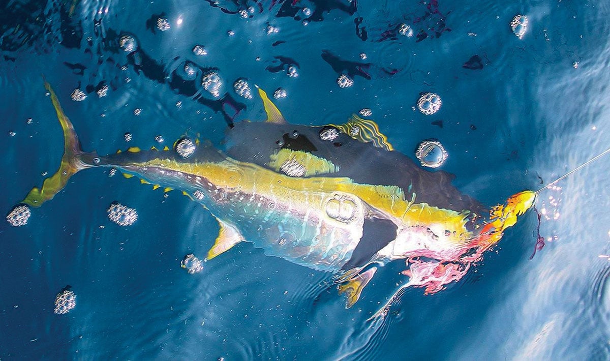 yellowfin