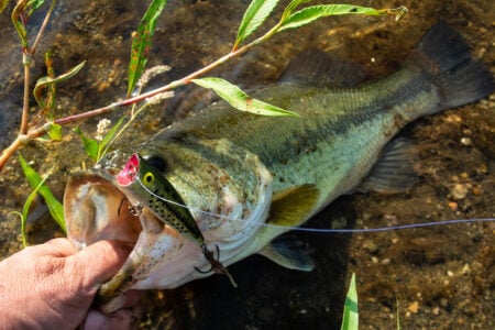 Fishermen Clear Water Pop