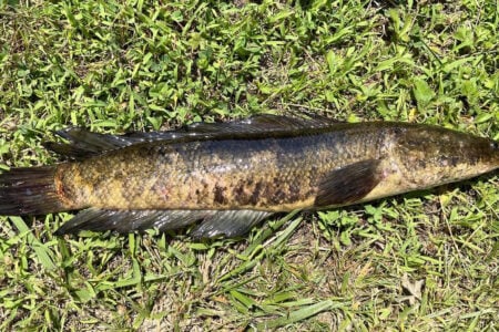 snakehead