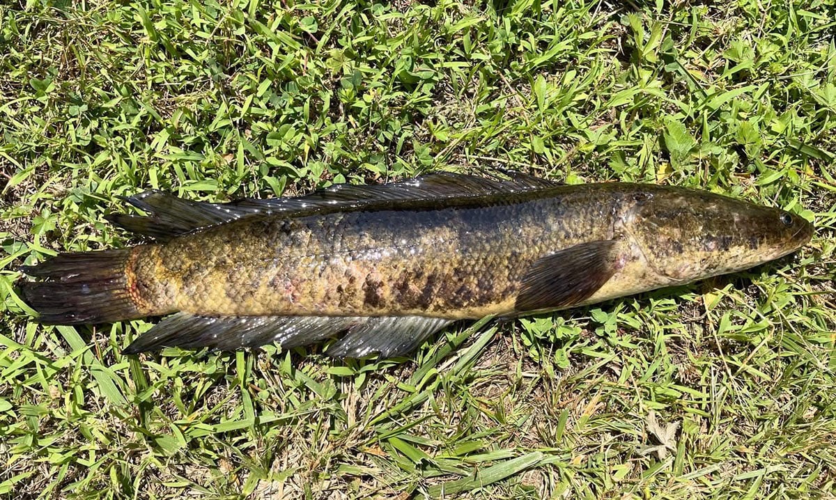 snakehead