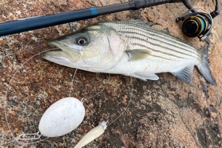 striper