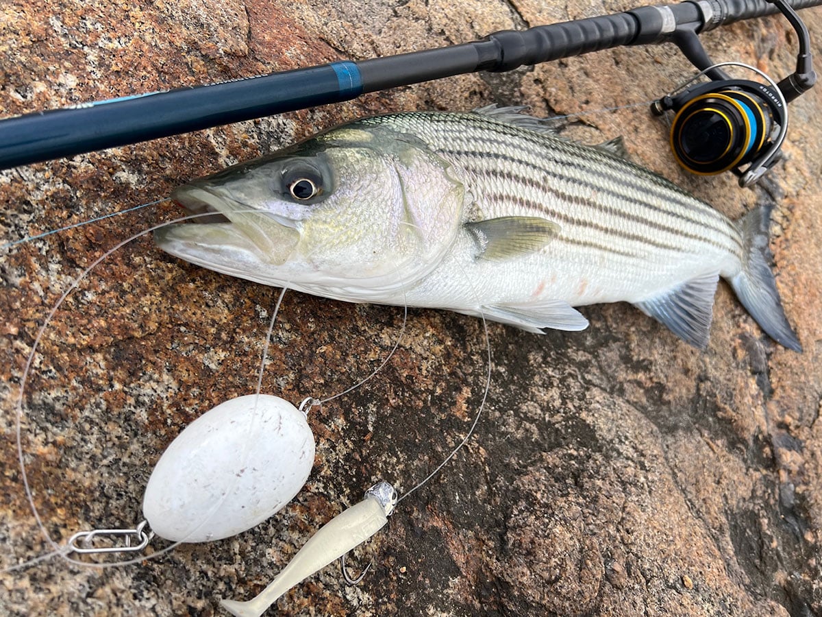 striper