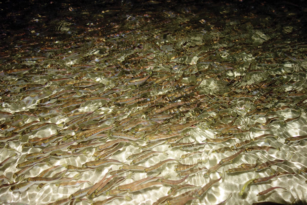 bait