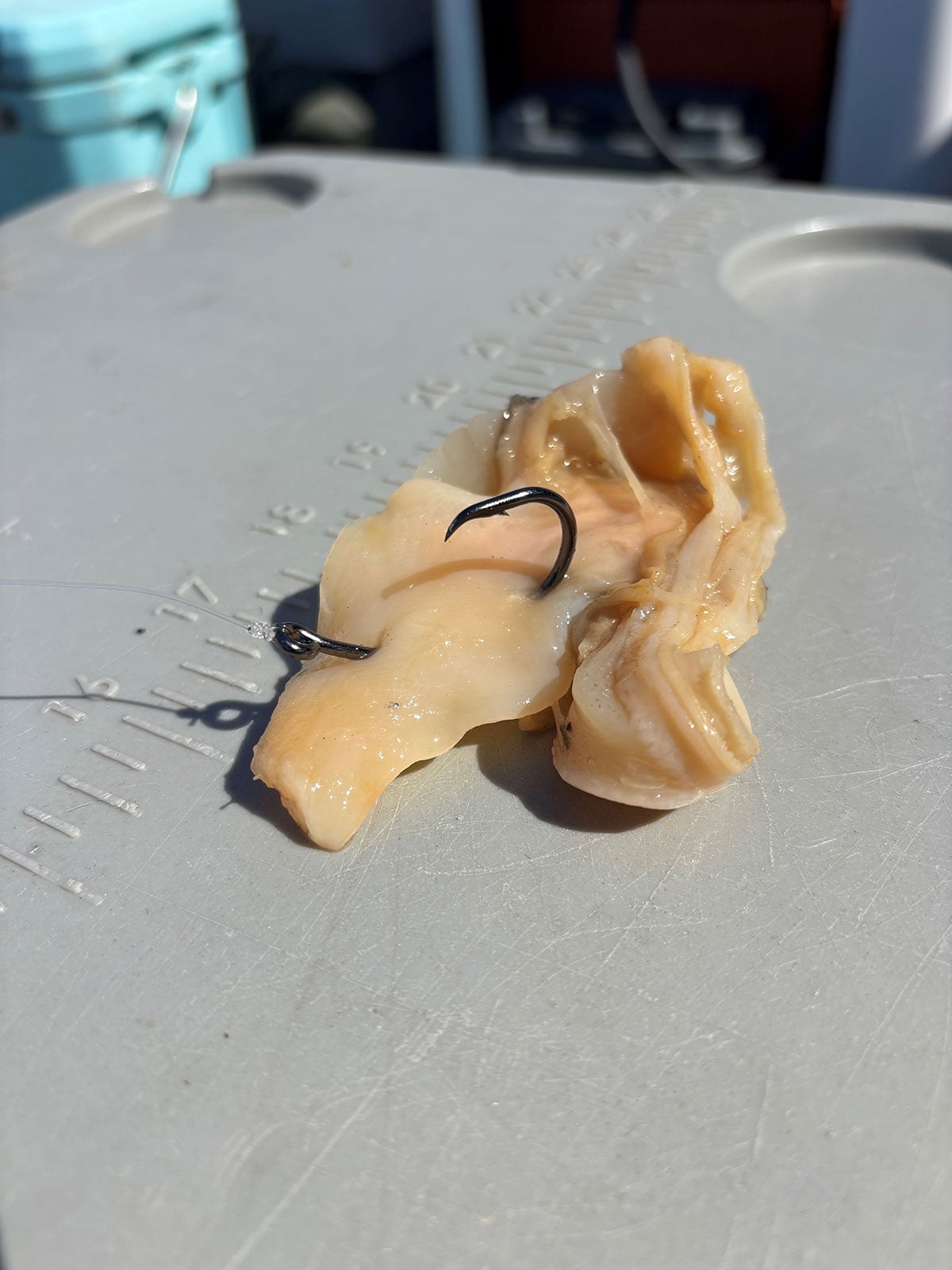 clam rig
