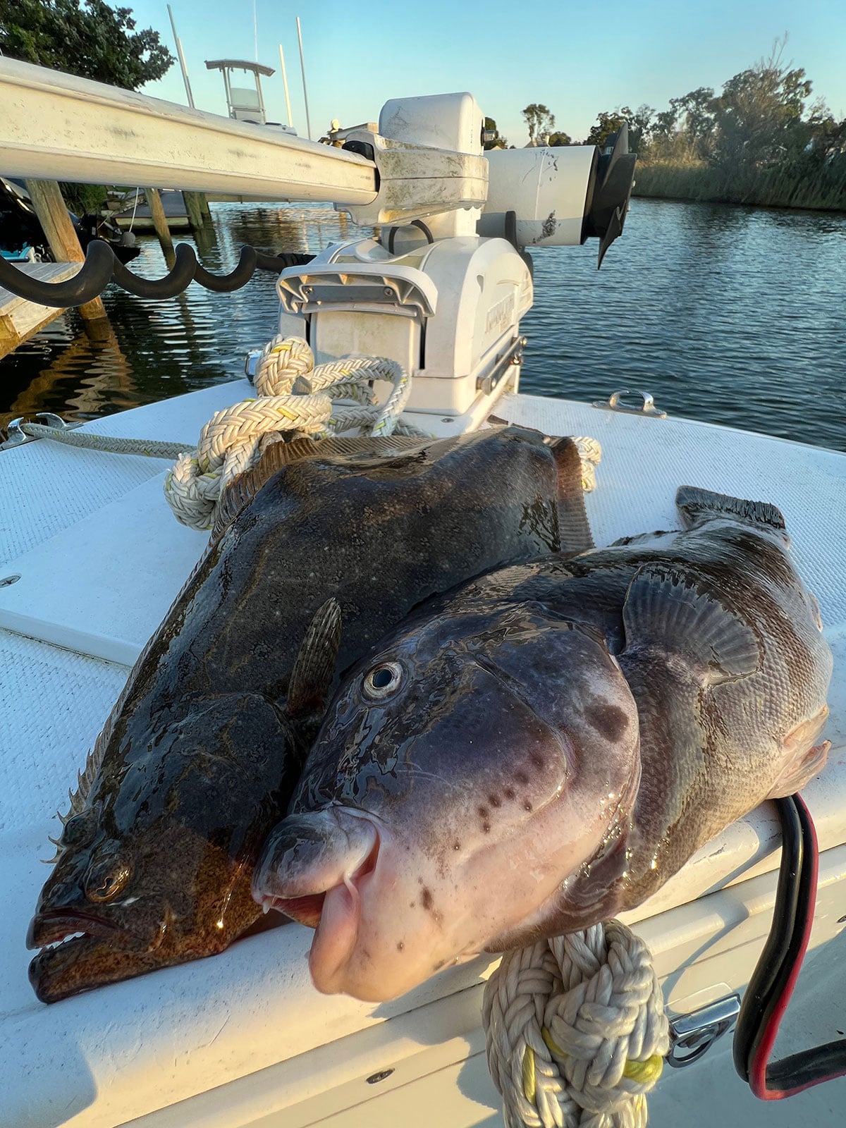 fluke and tautog