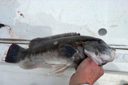 tautog