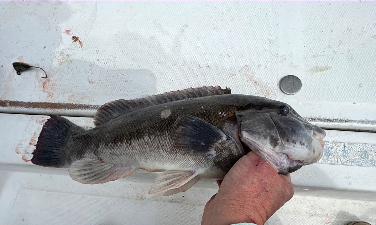 tautog