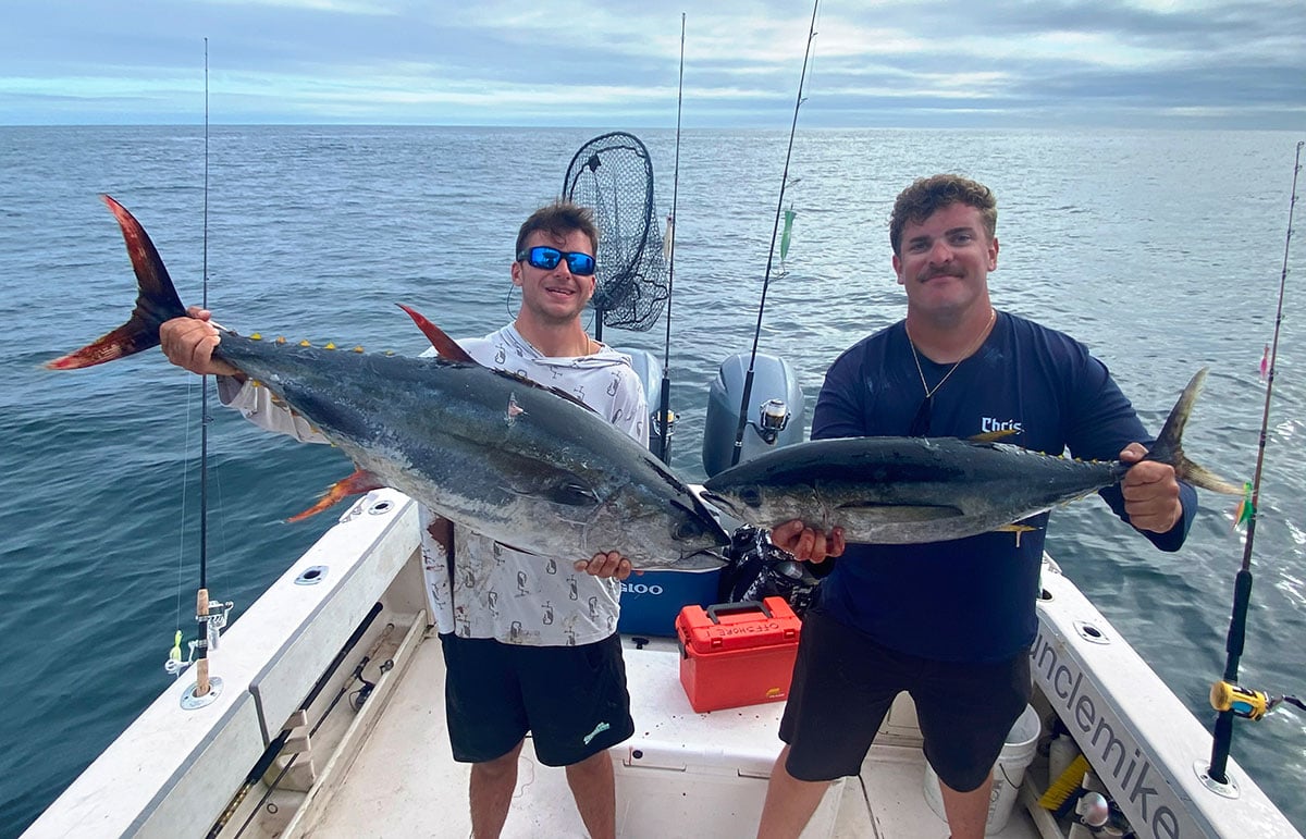 yellowfins