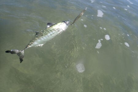 bonito
