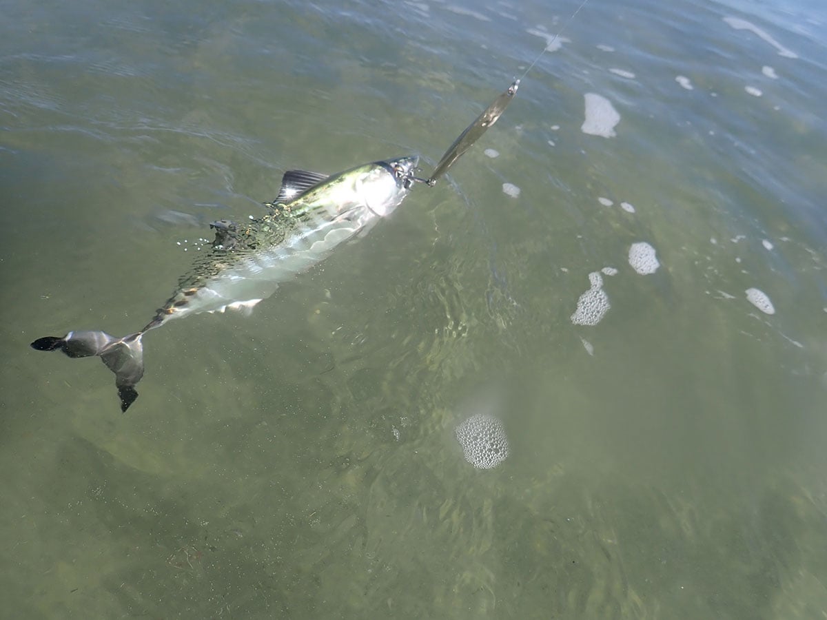 bonito