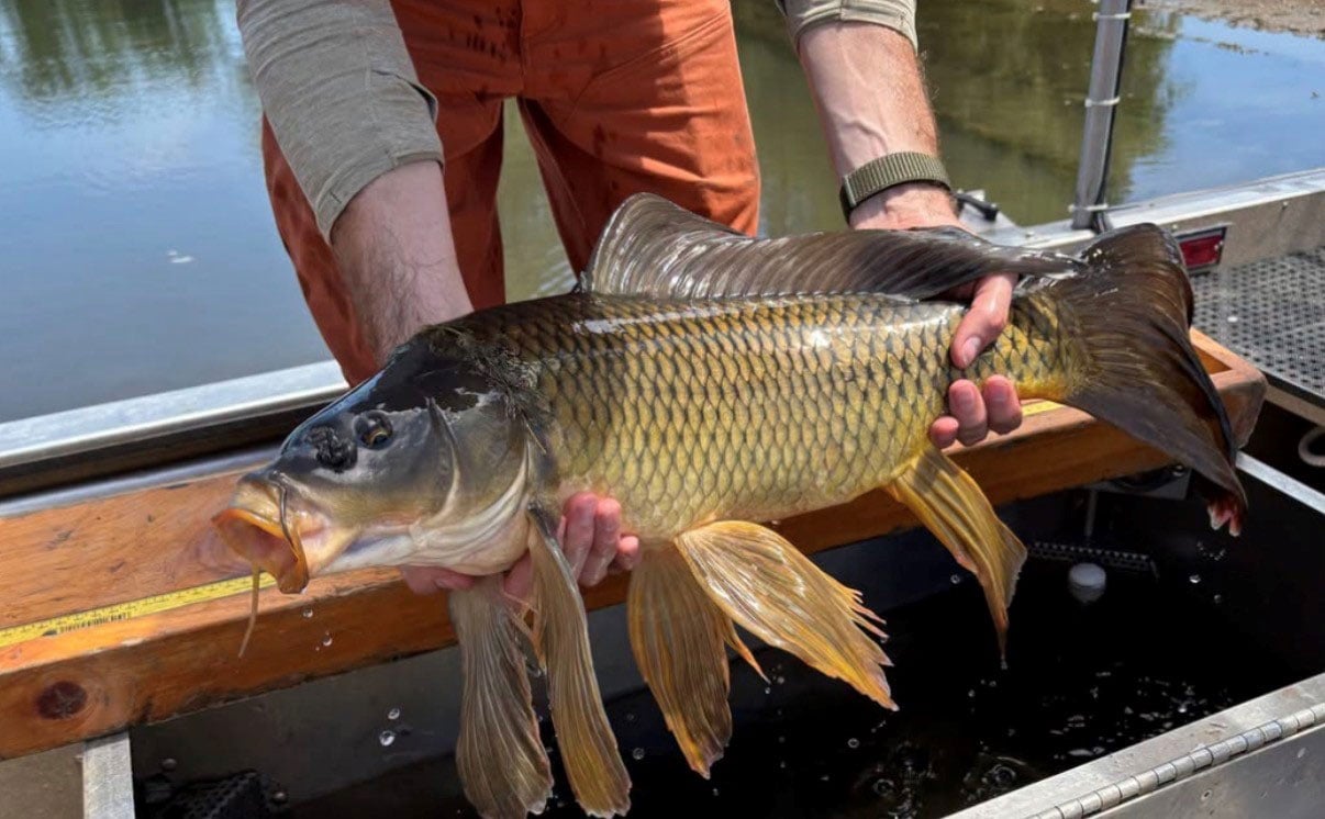 FANTAIL