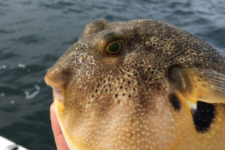 Blowfish