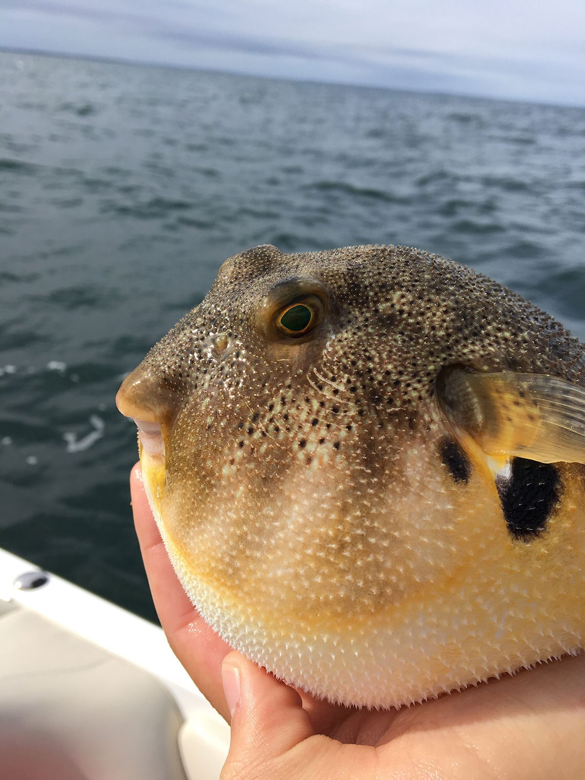 Blowfish