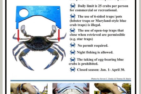 crabs