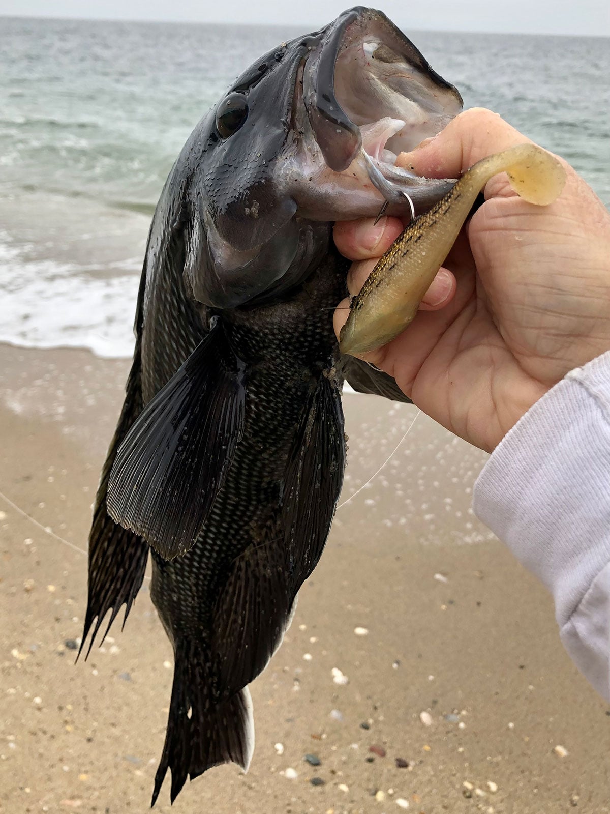 sea bass