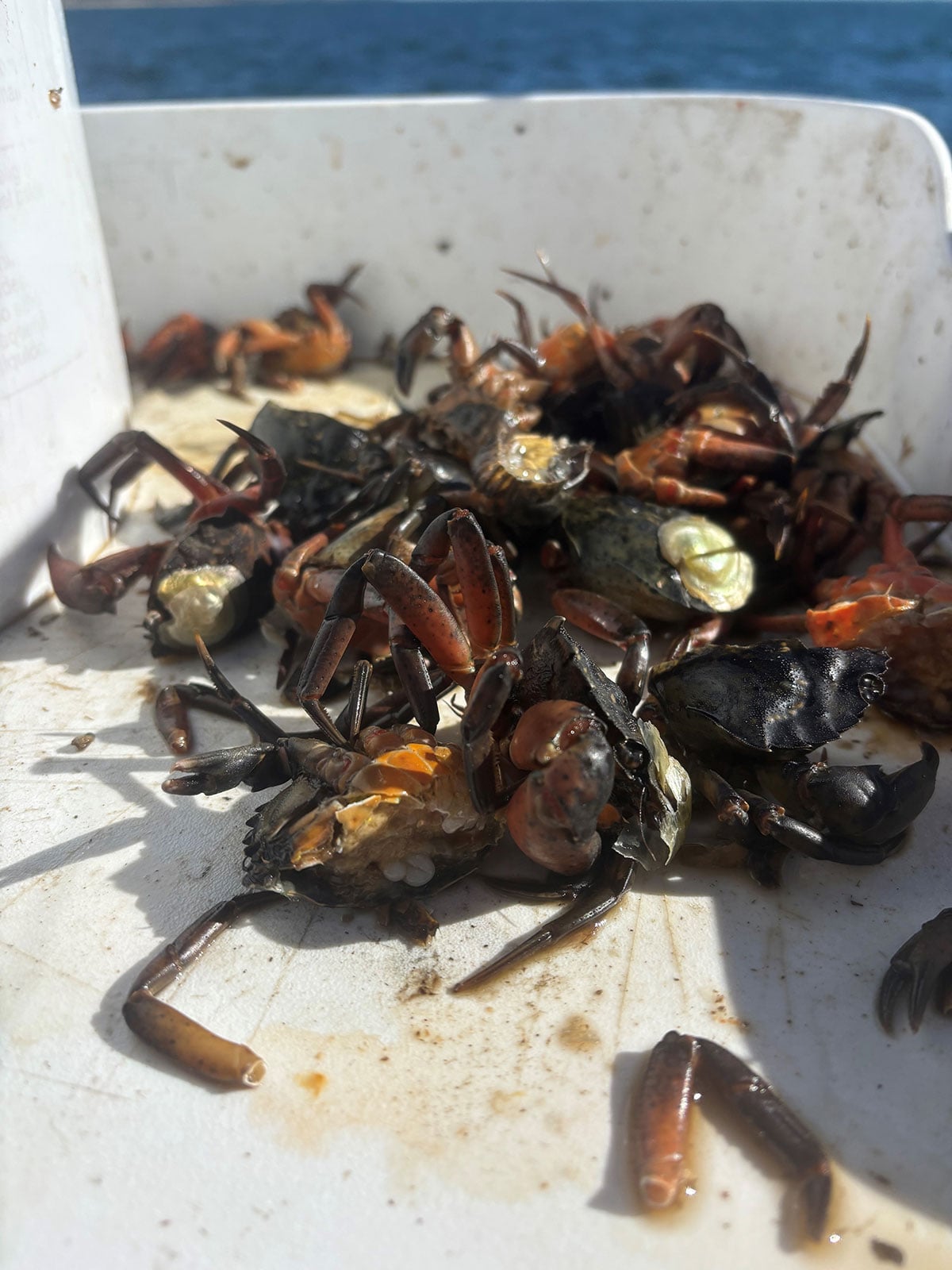 green crabs