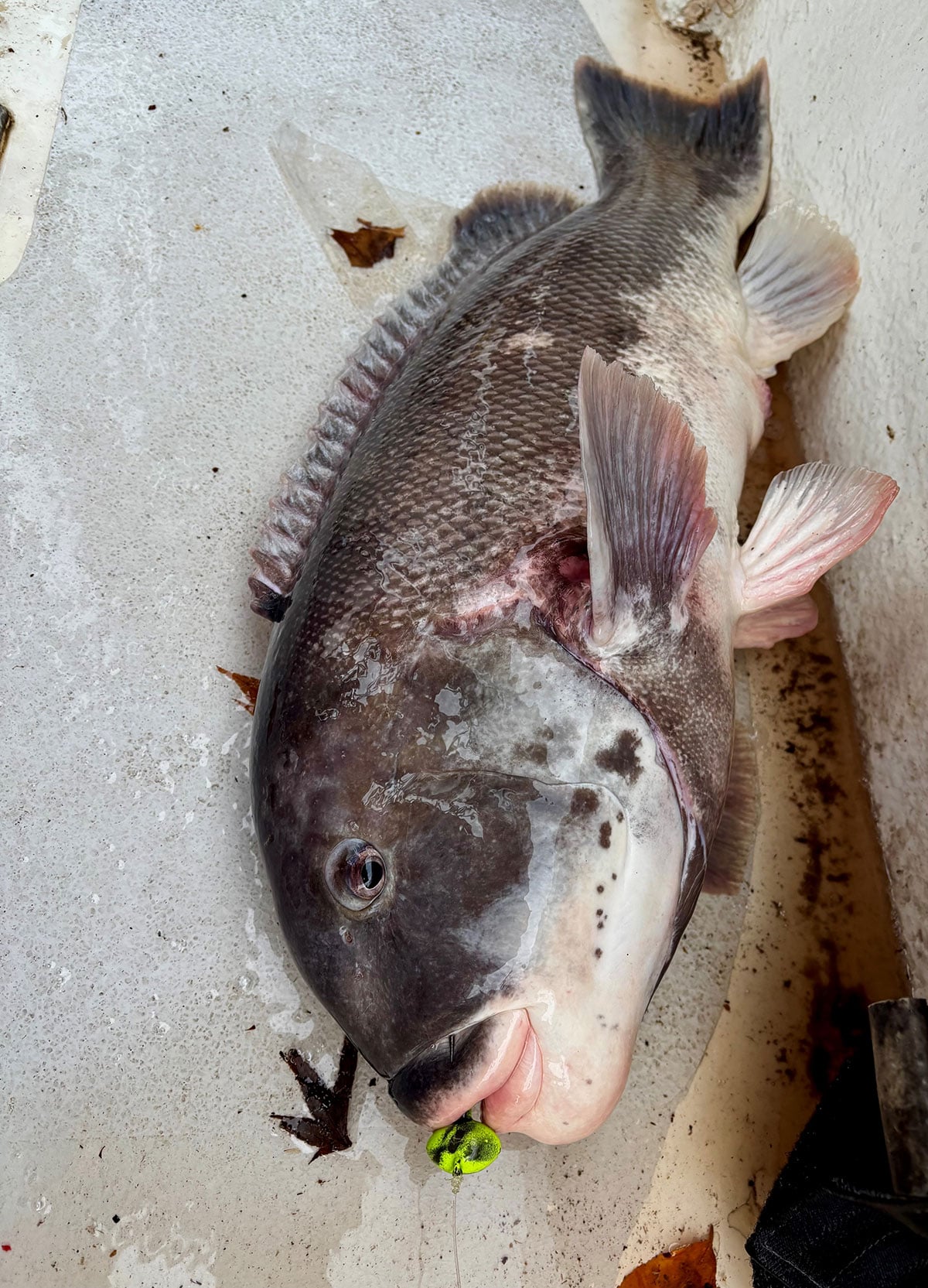 12.4 pounder