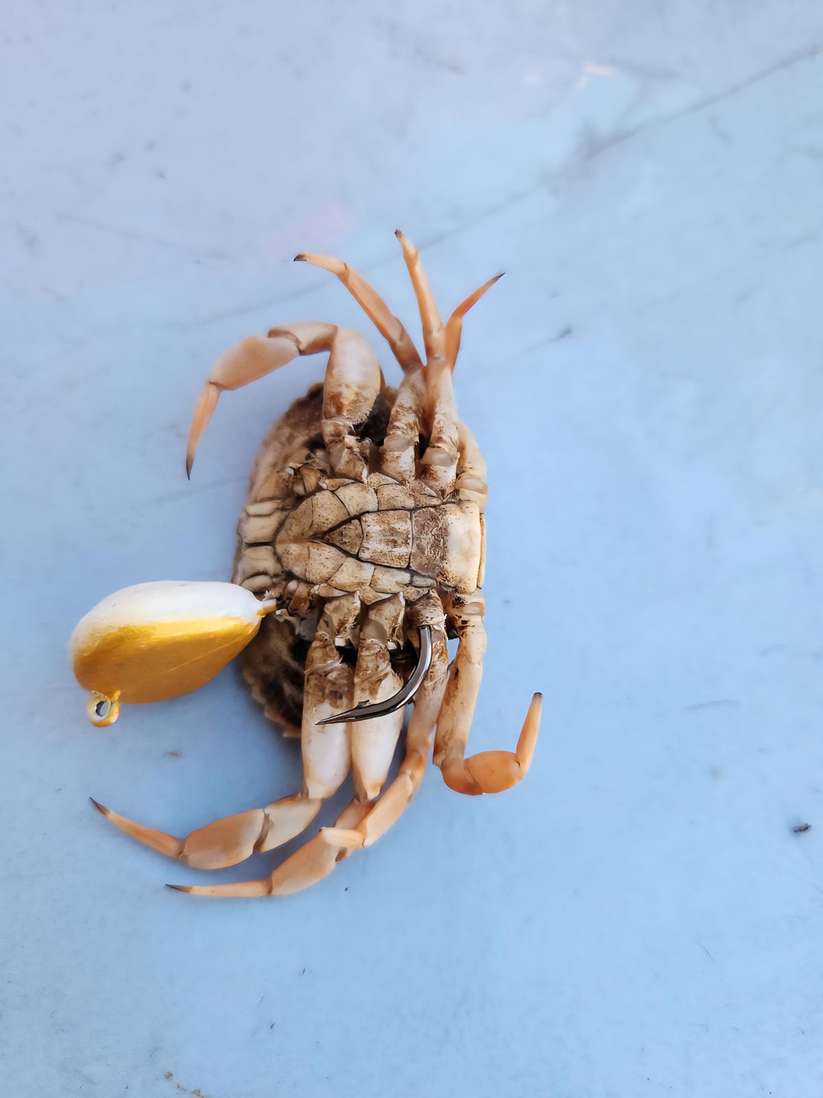 white legger