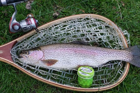 trout