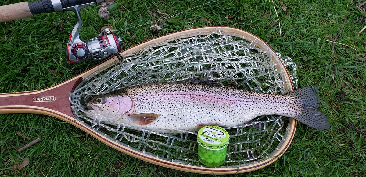 trout