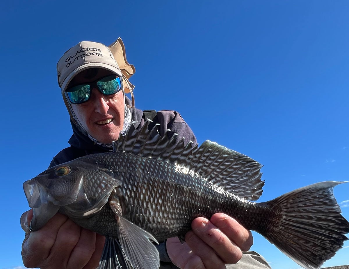 Black sea bass