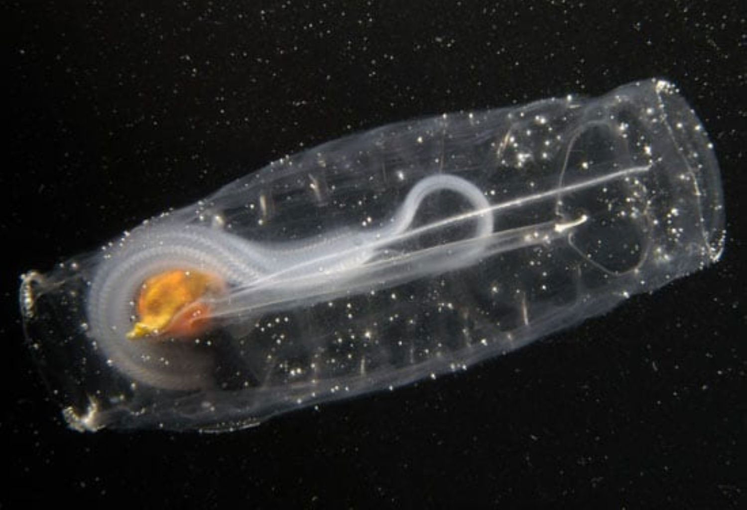 Solitary-Salp