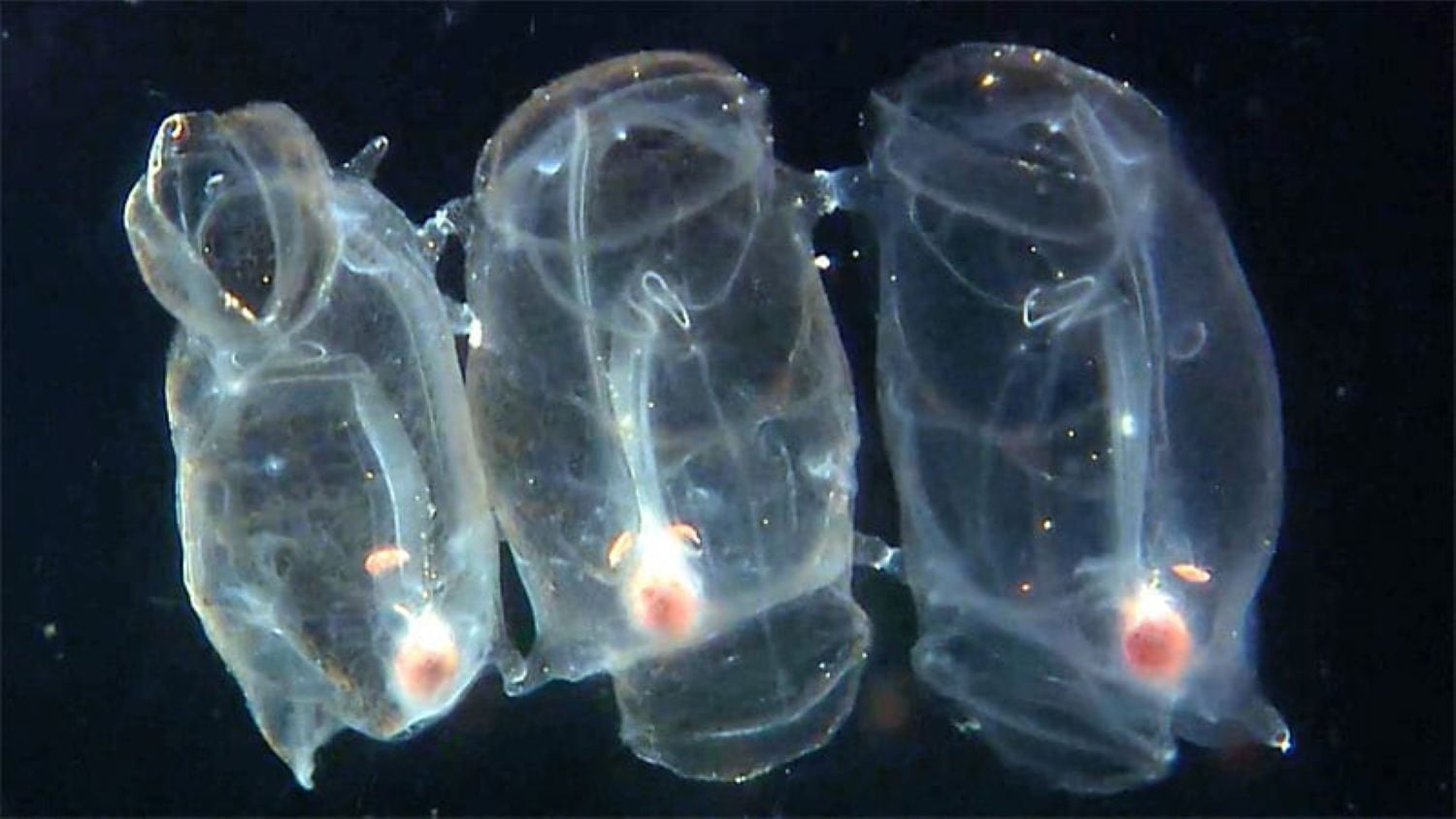 Small-Group-of-Salps