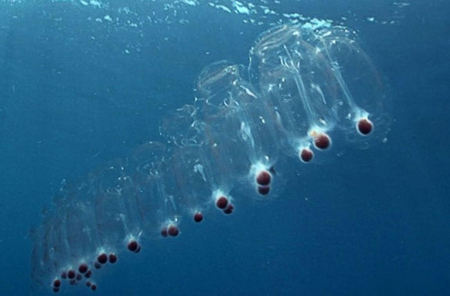 Salp-Chain