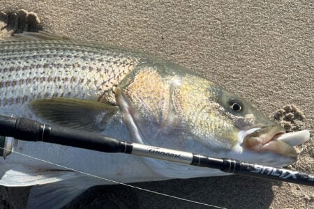 migratory striper