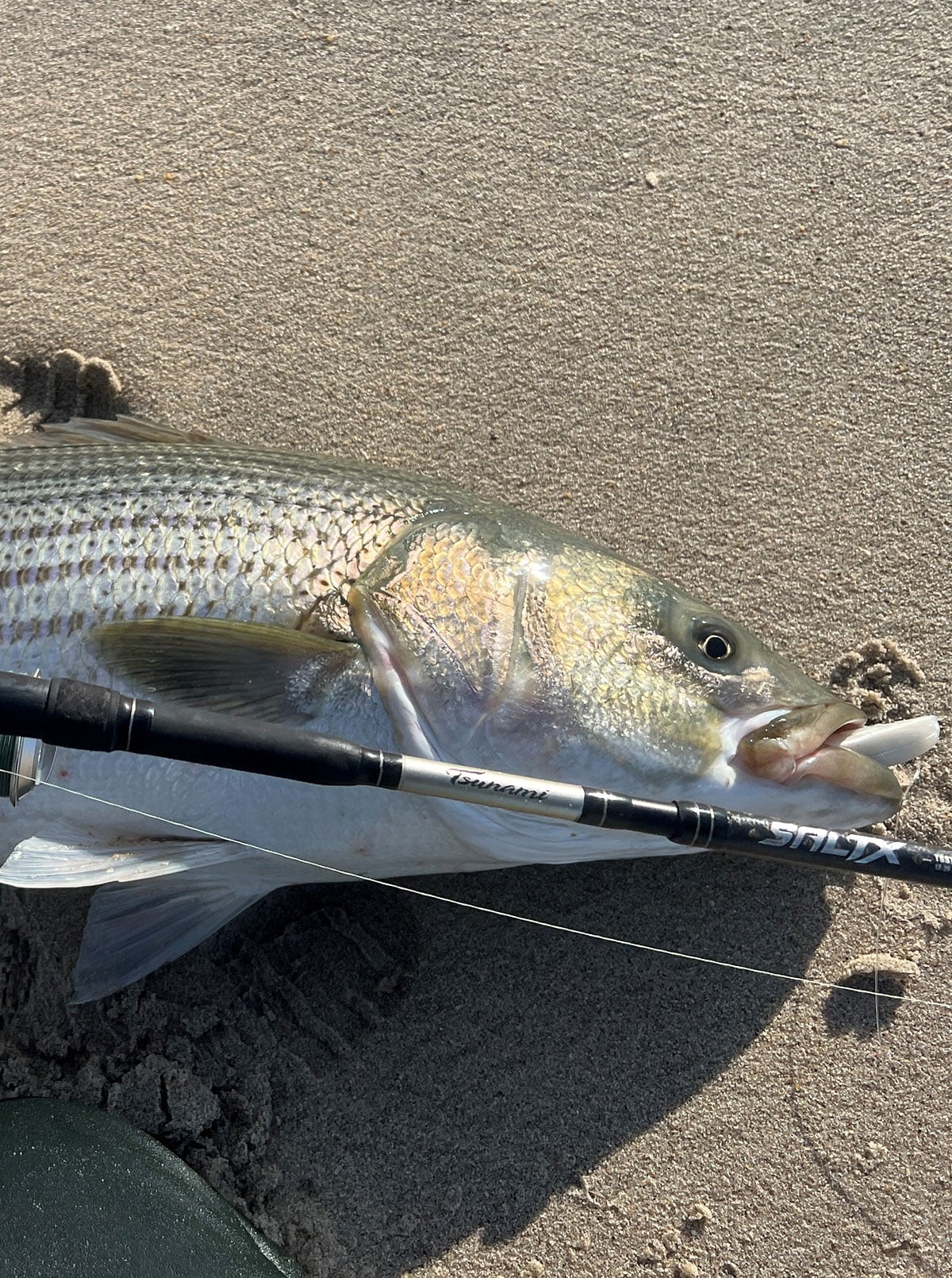 migratory striper